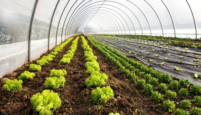 Ajutoarea de minimis pentru cultivatorii de plante aromatice - cultivareaplantelorleguminoasein-1624365508.jpg