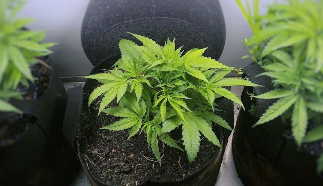 Cultură de cannabis în casă, depistată de poliţiştii constănţeni - cultura-1622118665.jpg