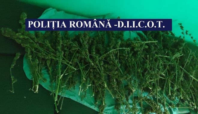 Cultură de cannabis, descoperită de poliţişti, la Cernavodă - cultura-1634649973.jpg