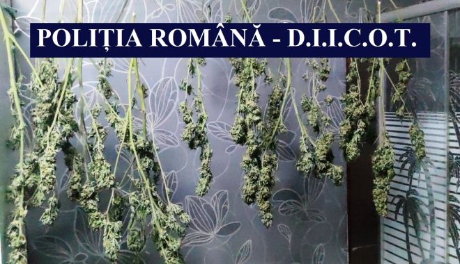 Cultură de cannabis, descoperită de poliţişti, la Cernavodă - cultura2-1634650013.jpg