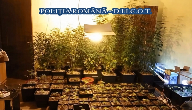 Cultură  de cannabis descoperită  de polițiștii constănțeni - culturacanabis-1487867474.jpg