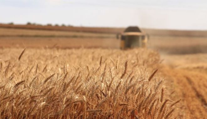 Scholz, apel către Rusia vizavi de problema cerealelor - culturadegrausaatenunion-1655579343.jpg