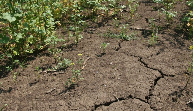Ajutorul de secetă, speranța a peste o mie de agricultori constănțeni - culturaseceta-1348773791.jpg