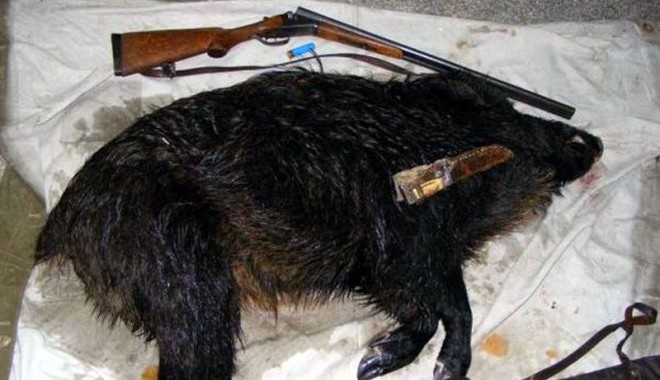 Cu mistrețul mort în portbagaj - cumistretulbraconatinmasina-1404055604.jpg