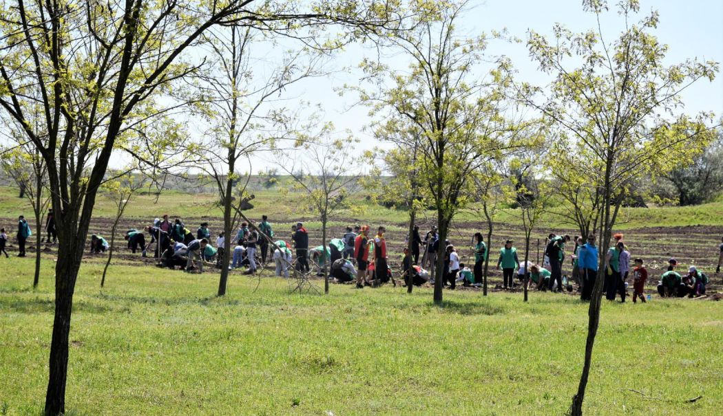 Primăria Cumpăna, acţiune de plantare a arborilor în localitate. „Vrem o comună mai verde!”