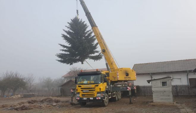 Comuna Cumpăna, pregătiri pentru împodobirea bradului de Crăciun - cumpanabradcraciun-1606657906.jpg