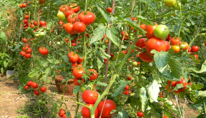 Primăria Cumpăna, informare  pentru cei  care vor să obțină  subvenția la tomate - cumpanasubventiitomate-1486399251.jpg