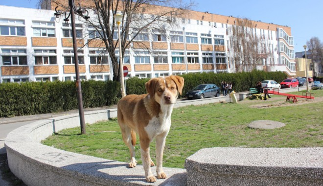 Cum puteți adopta un câine fără stăpân din Biobaza Constanța - cumpotiadopta1-1392137177.jpg