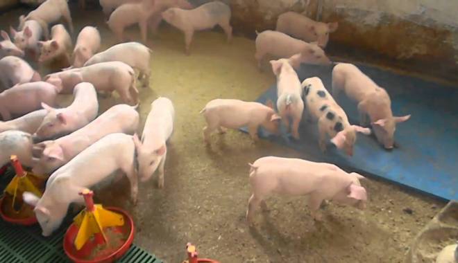 Cum pot obține crescătorii de porci credite - cumpotobtinecrescatorii-1442943960.jpg