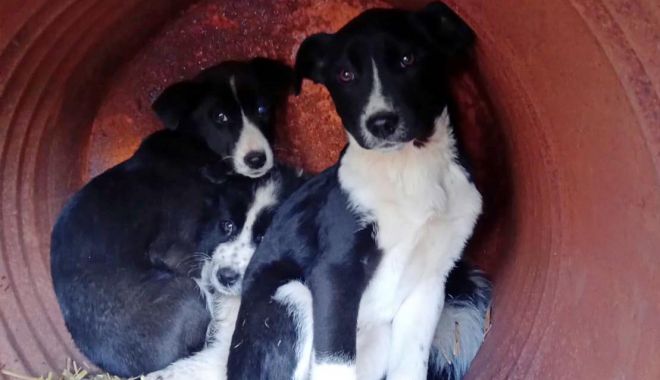 Iubiți animalele? Puteți adopta un căţeluş, de la Adăpostul din Constanţa! - cumputetiadopta1-1647627752.jpg