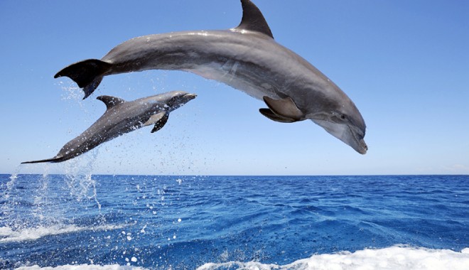 Cum poți deveni părintele adoptiv al unui delfin din Marea Neagră! - cumputetideveniparinti-1399813595.jpg