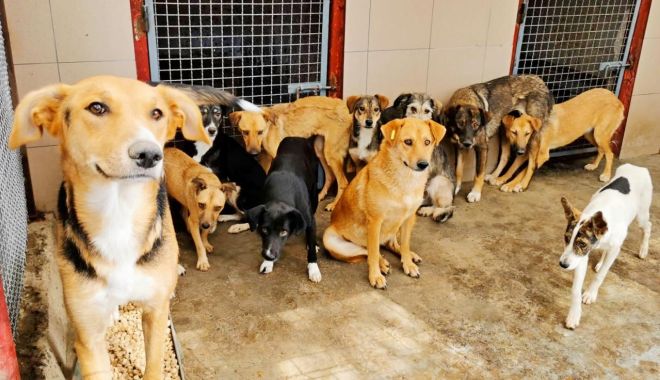 Cum puteți să adoptați un cățel, din Adăpostul pentru Animale Abandonate - cumputetisaadoptati-1598195508.jpg