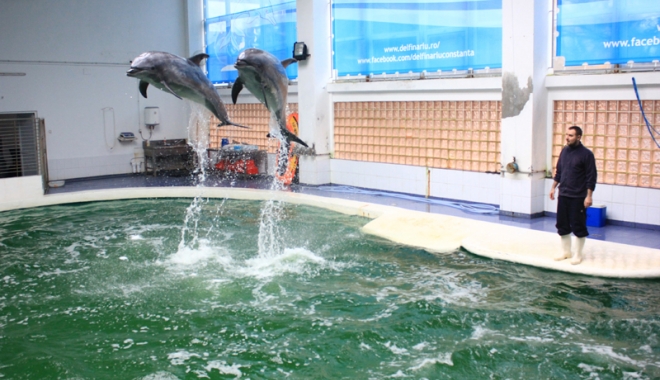 Cum putem salva  un delfin eșuat pe plajă - cumsalvamdelfinii-1473440579.jpg