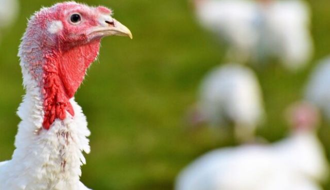 ANSVSA. Un al doilea focar secundar de gripă aviară a fost confirmat pe platforma zootehnică din Codlea, Braşov - curcan640x400-1675076920.jpeg