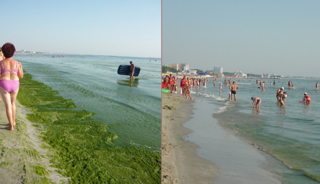 Atenție ce sector de plajă alegeți! Algele fac diferența - cusifaraalge1-1311104003.jpg