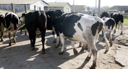 101,6 milioane de euro pentru crescătorii de animale, în 2010 - d08fe06cdfc8a73c0646474921611161.jpg