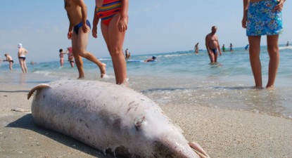 Trei delfini morți au fost găsiți, ieri, pe plajele din Eforie, Constanța și Mamaia - d12cf668e216d39d60a742e179cfe78b.jpg