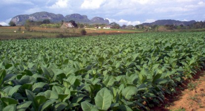 Tutunul a ajuns cea mai exportată marfă a României - d17892563a6984845a0e23df7841f903.jpg