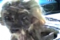 Video | Uite ce creatură au descoperit în Indonezia! - d2d053d37a8924d0297b22ebc744c4ce.jpg