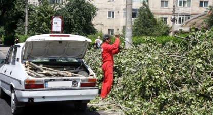 Cu drujbele la căsăpit copacii Constanței! - d441b945f98c325a034a8cdf5c5844c3.jpg