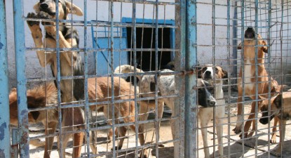 Mazăre, ce vei face cu maidanezii? - d476cb2a5efe249c71456260907cc535.jpg