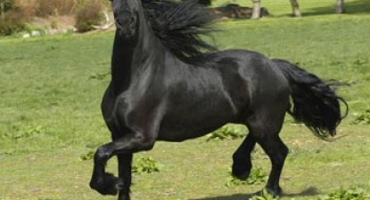Sperma de armăsar, o nouă băutură energizantă - d55f1a4fc4ffb32da5dff45ad5871b96.jpg