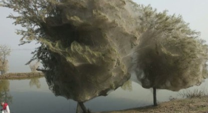 Copacii sunt acoperiți în întregime cu pânză de păianjen într-o regiune din Pakistan - d843eaa1b81137aecdcebf7121078185.jpg