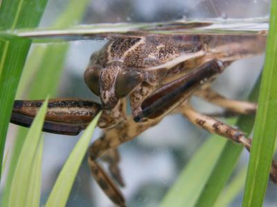 VIDEO: Cea mai mare insectă de apă din Europa suprinsă în timp ce devora un pește - da-1375513799.jpg