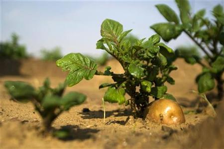 Depunerea cererilor de ajutor pentru agricultura ecologică, pe ultima sută de metri - datal1-1349900658.jpg
