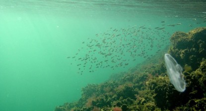 Zeci de specii de plante și viețuitoare din Marea Neagră au dispărut în ultimii 30 de ani - dbaf53621ccb49960fd0a32093c38be2.jpg