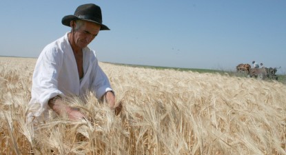 Odată cu campania de recoltare, piața autohtonă a cerealelor se prăbușește - dcda4faf1ee68fd824f9bdefc41b8e19.jpg