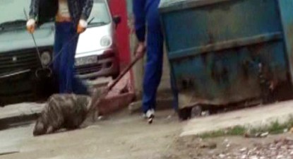 La Cernavodă, câinii maidanezi sunt capturați și uciși într-un mod barbar - dd9206848200f155f3af5e05d724d75d.jpg