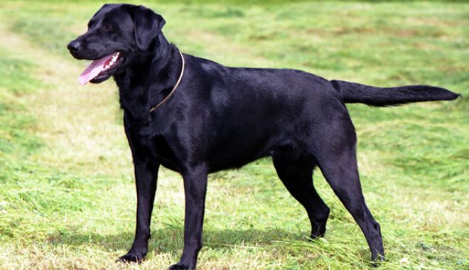 Labrador salvat de medici după ce a înghițit... decorațiuni de Crăciun - ddd-1577024985.jpg
