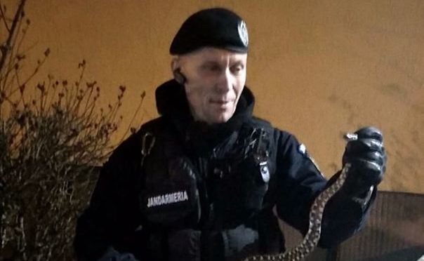 ALERTĂ într-un bloc din Constanța: UN ȘARPE a speriat locatarii! - ddd-1579161361.jpg