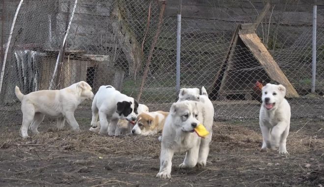 Ce se mai fură în România? Câini de rasă! - ddd-1580206418.jpg