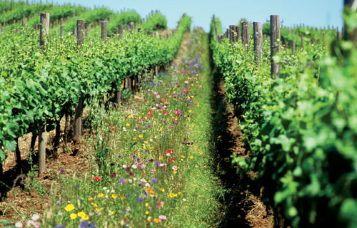 Agricultura organică ne pune la coada UE. Doar Malta e sub noi! - ddd-1580287677.jpg