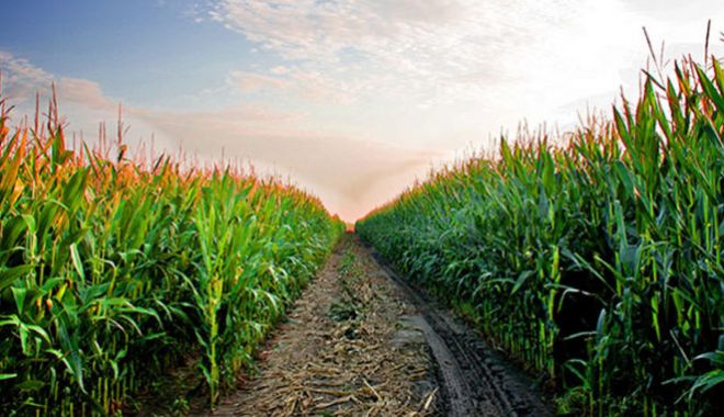 Amenajări agricole din Deltă, scoase la licitație de CJ Tulcea - ddd-1580470696.jpg