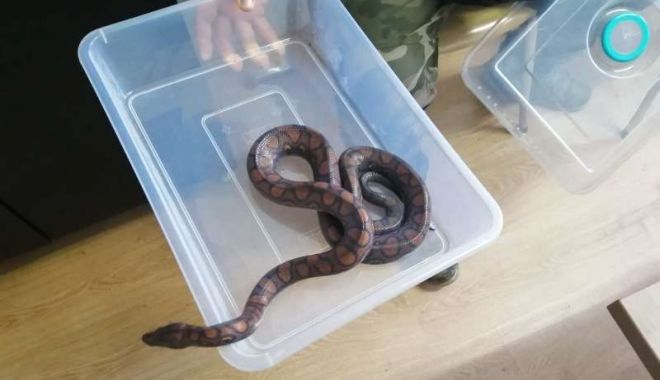 Hoț de reptile, prins în flagrant de polițiști - ddd-1581883002.jpg