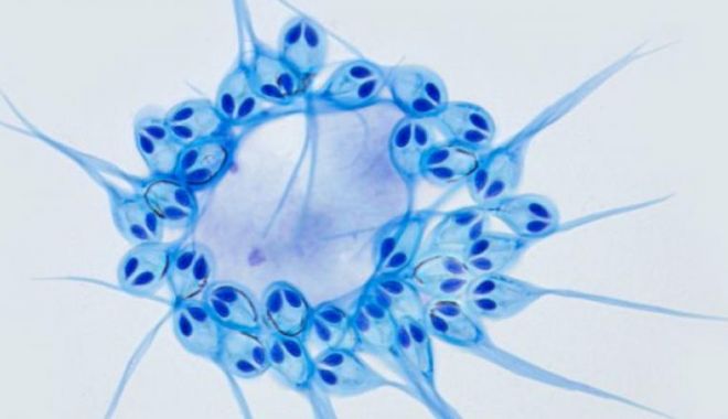 Oamenii de știință au descoperit PRIMUL ORGANISM CARE NU RESPIRĂ - dddd-1582705519.jpg