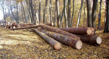 În pădurile Constanței se fură ca-n codru - de7b0407a00e10d48b04c20be8581854.jpg