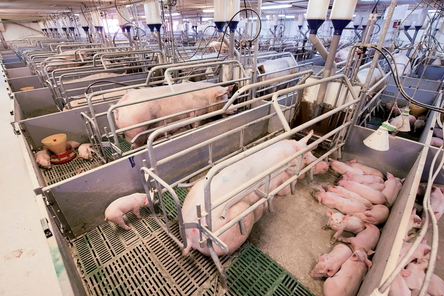 Marcel Ciolacu: “Cel mai mare deficit de carne pe care îl are România este la porc” - deficit-carne-de-porc-1722168726.jpg
