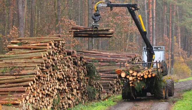 WWF România: Noul Cod Silvic nu instituie o reformă clară a sistemului de combatere a exploatărilor ilegale