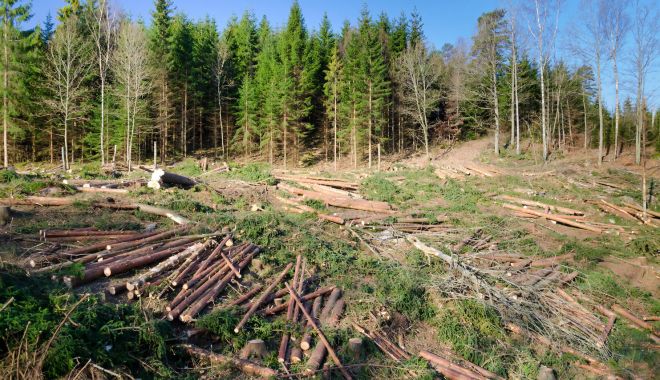 Măsuri noi pentru stoparea furtului de lemne. Mircea Fechet: Ne pregătim să supraveghem pădurile cu tehnologii avansate