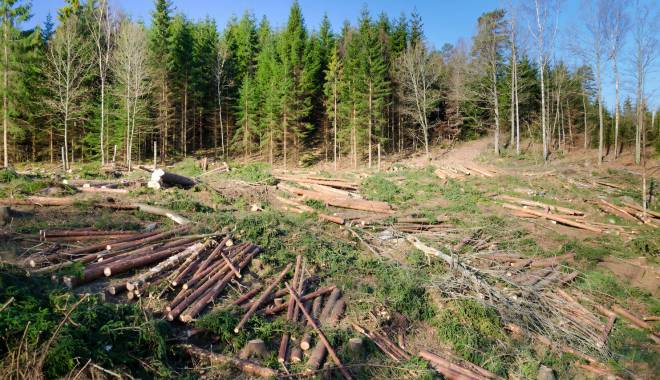 Albania, decizie radicală pentru a stopa defrișările - defrisarialbania-1454676536.jpg