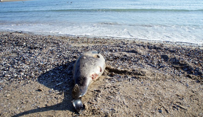 Delfin  găsit mort pe plaja din Vadu - delfi-1401984914.jpg