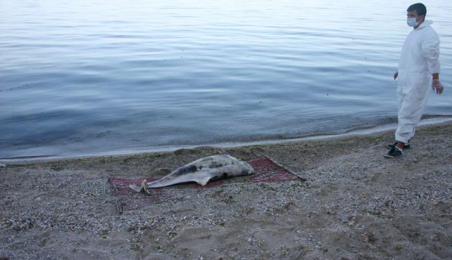 Încă nouă delfini morți, găsiți pe plaje - delfin-1311074809.jpg