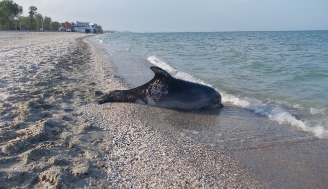 18 delfini eșuați morți pe plajele românești - delfin-1336980588.jpg