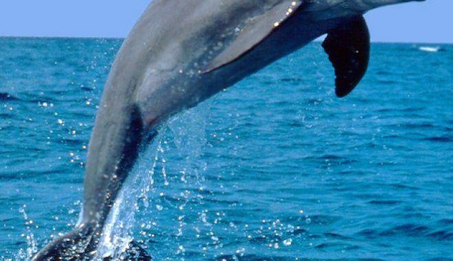 31 de delfini au eșuat și au murit pe plaje - delfin-1340212176.jpg