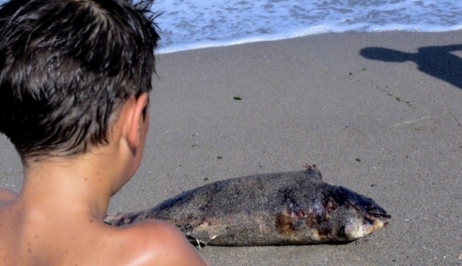 Delfin eșuat viu, mort pe plaja din Eforie Sud - delfin-1343119480.jpg