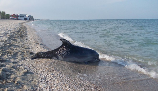 Încă un delfin eșuat viu, mort pe plajă - delfin-1343154244.jpg